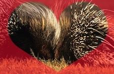 Cape Porcupines in Love