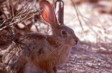 The Cape Hare Rabbit