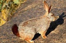 Red Rock Hare