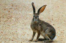 Scrub Hare Rabbit