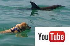 Dolphin plays with dog
