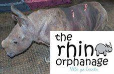 J'aime the rhino orphan