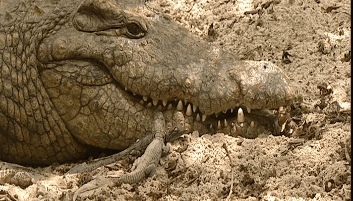 Mother Crocodile