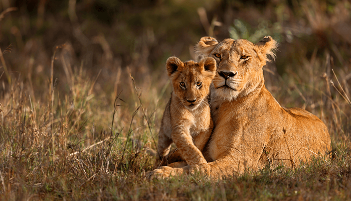 Mother Lion