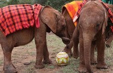 Animals Love Soccer