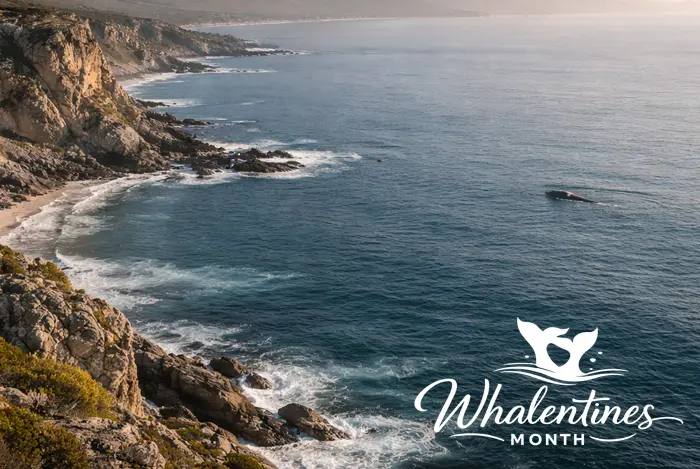 Whalentines Day
