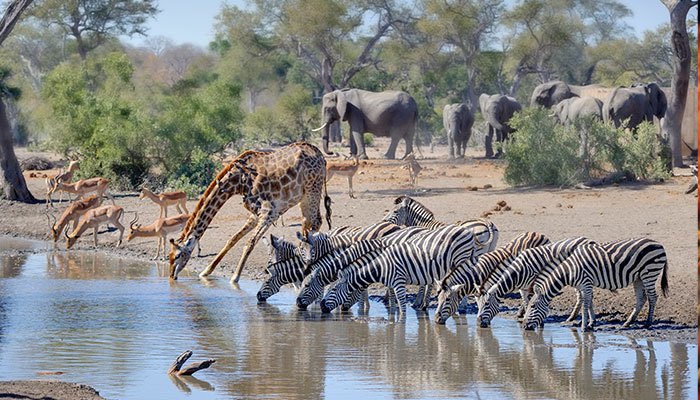 South Africa Wildlife