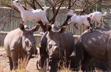 Goats and Rhinos