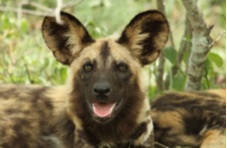 African wild painted dog looking at the camera