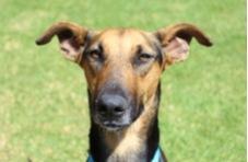 close up of the face of an Africanis dog in a field