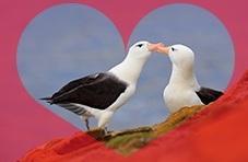 Albatrosses in Love