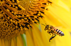 A close up photograph of a bee collecting pollen from a sunflower