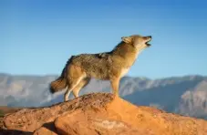 A photograph of a coyote standing on a rock howling with mountains in the distance under a clear blue sky background