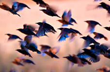 a flock of flying birds against a beautiful blue background.