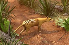 An illustration of a Tasmanian tiger crossing a dry river bed in its natural habitat