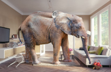 An image of a big elephant standing in a living room