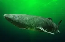 A digital 3D render of a bulky Greenland shark with rounded snout, swimming in murky green ocean water