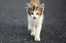 A photo of a stray calico kitten walking along a tarred road