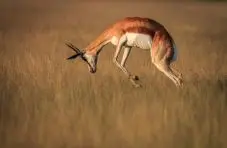 A photo of a springbok mid-pronking leap, arched back, head down, in golden savanna grassland