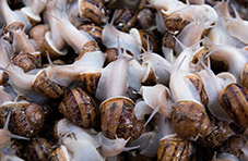 A close-up photograph of clump of snails on a snail farm