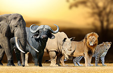 South Africa’s Big 5, elephant, rhino, buffalo, lion and leopard, superimposed on an image of a golden African savanna sunset