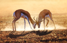 An image of a Springbok duel in the dessert