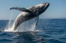 A photo of a humpback whale breaching from the ocean with water spray against a clear blue sky background