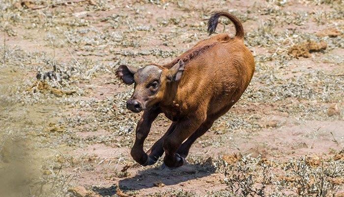 Baby Buffalo