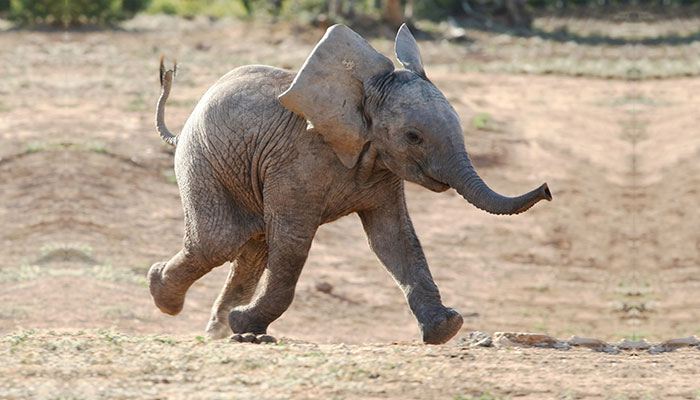 Baby Elephant