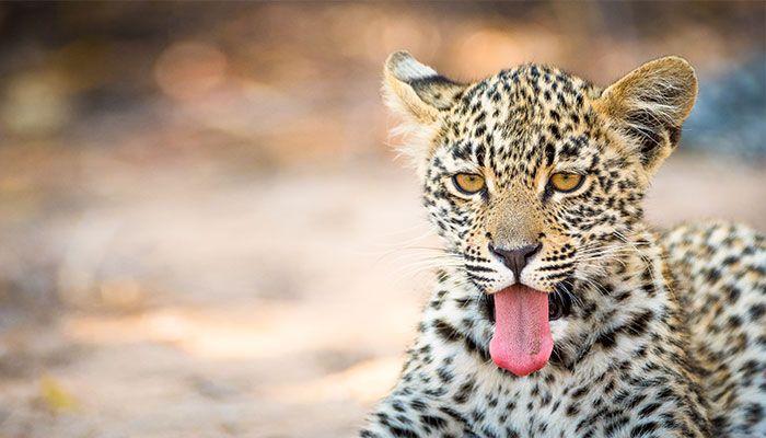 Baby Leopard