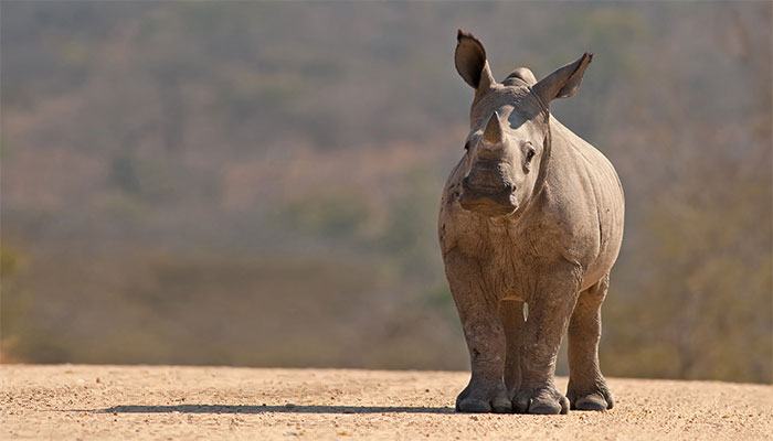 Baby Rhino