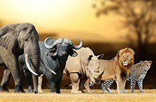 South Africa's Big 5