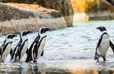 Boulders Beach South Africa