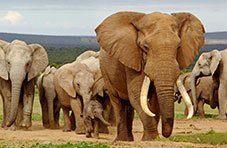 The Big 5 - Elephant