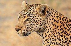 The Big 5 - Leopard