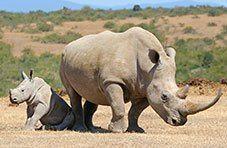 The Big 5 - Rhino