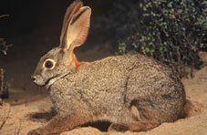 Riverine Rabbit