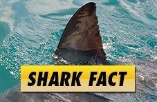 Shark Fact