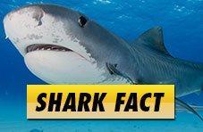 Tiger Sharks