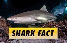 Shark Fact