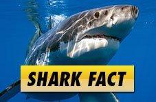 Shark Fact