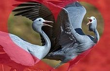 Blue Cranes in Love