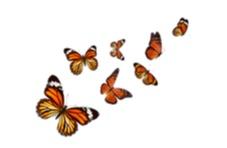 butterflies flying 