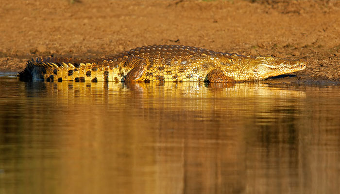 Crocodile