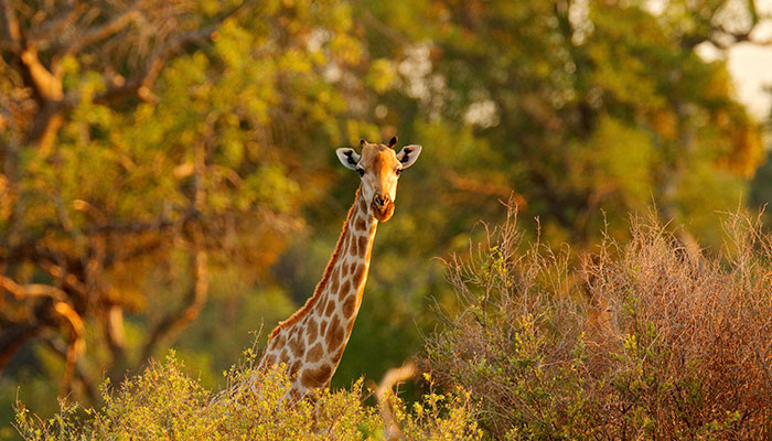 Giraffe