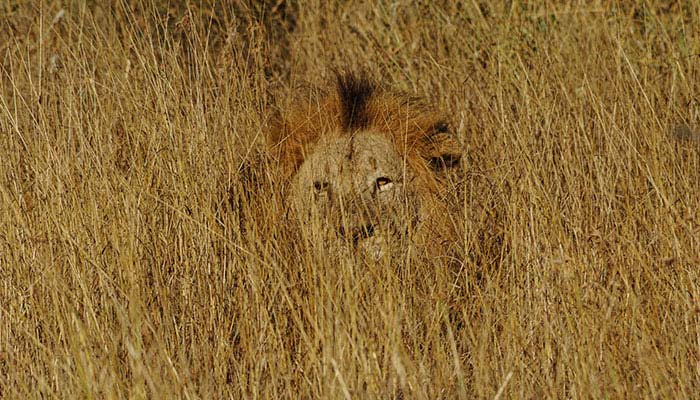 Lion