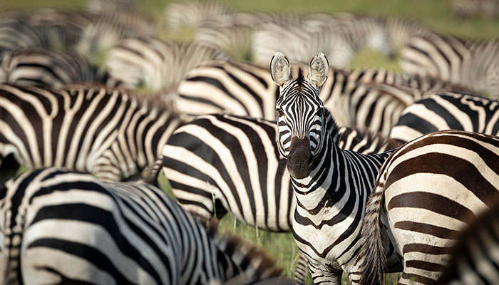 Zebra