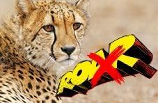 Cheetahs can not roar