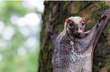 A colugo clinging to a tree with blurred green forest in the background 