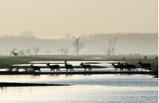 beautiful photo of deer crossing a plain